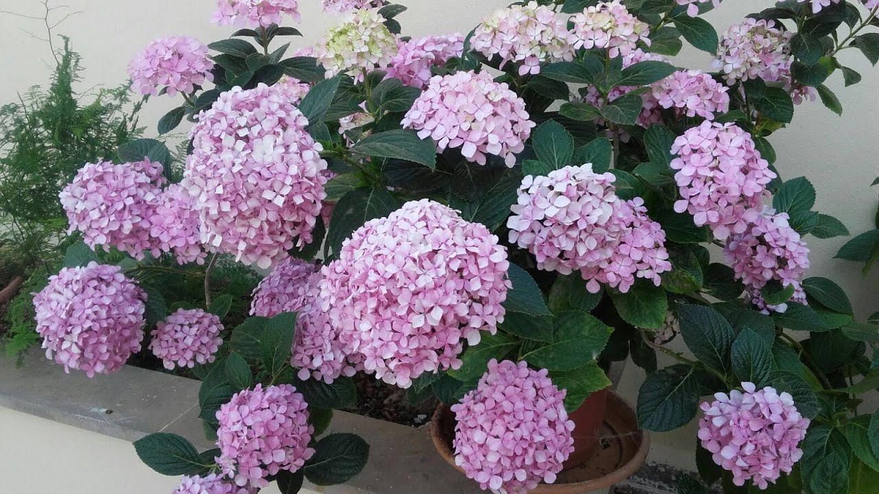 Podar Hortensias Guía Paso a Paso 2019