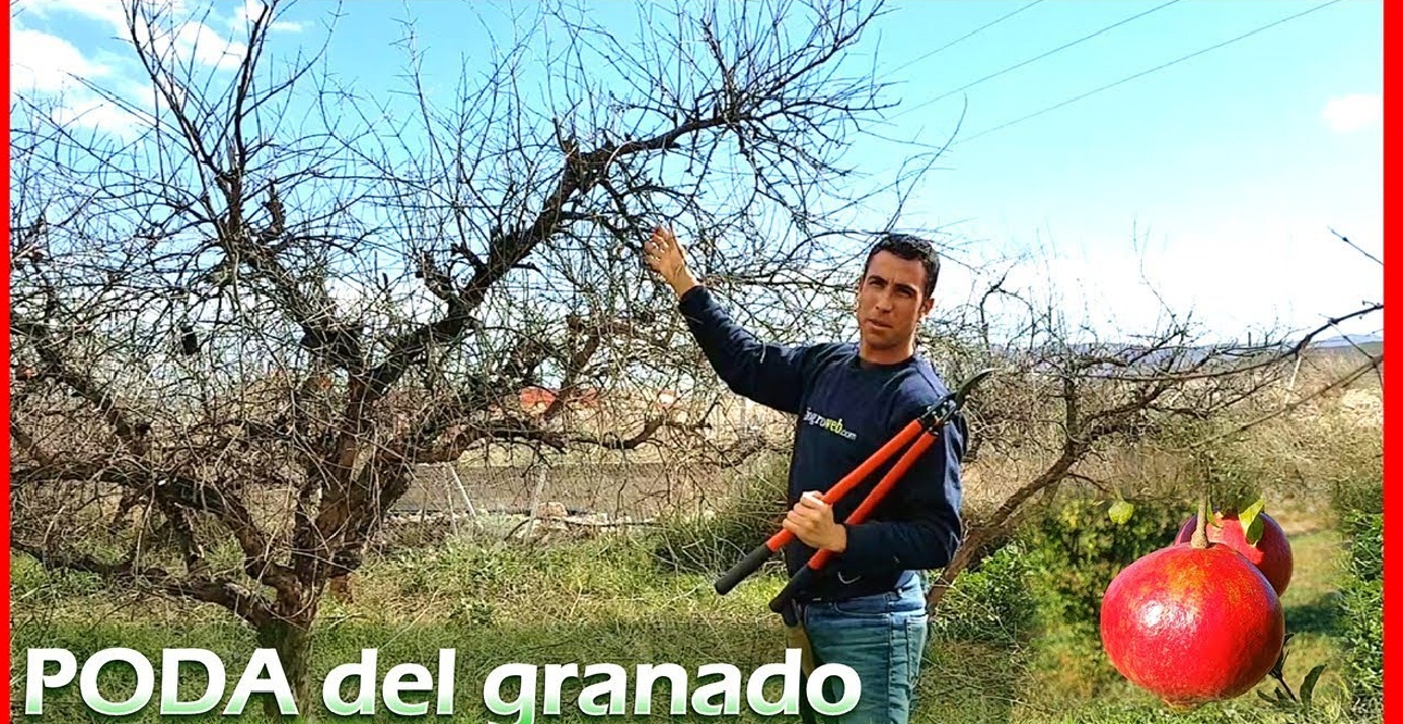 Podar granado Guía Paso a Paso 2019