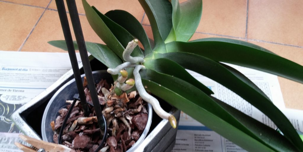 podar orquideas dendrobium
