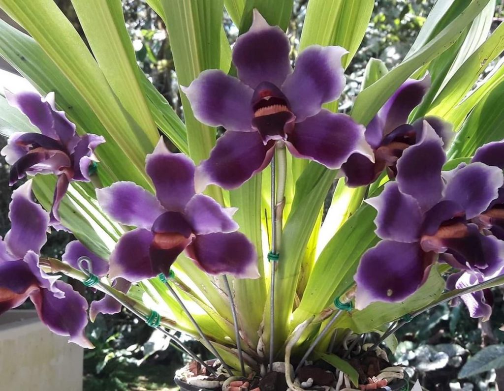 podar orquidea tras floracion