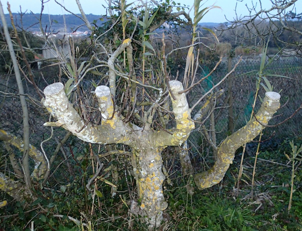 Cuando Se Poda Una Higuera En España Podar higuera ¡Guía Paso a Paso! ?2019?