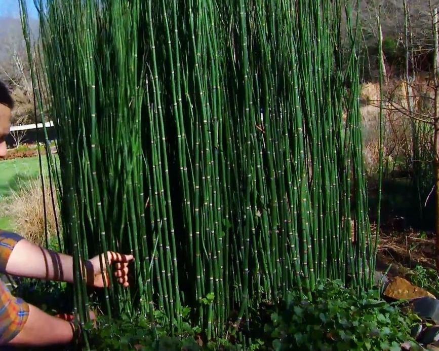 podar-bambú