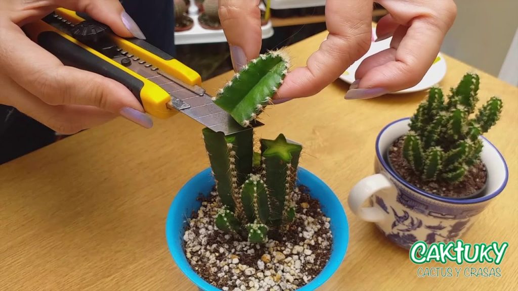 podar cactus columnar