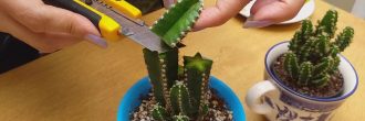 Podar cactus