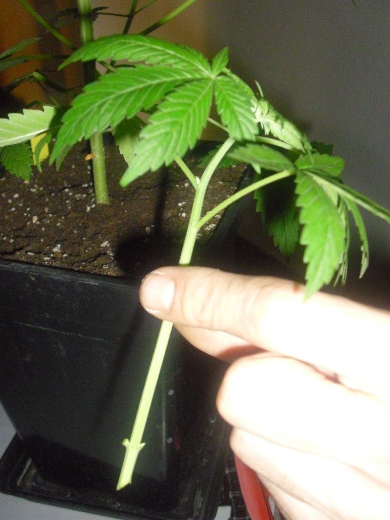 poda marihuana crecimiento