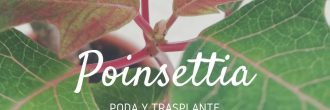 Podar Poinsettia